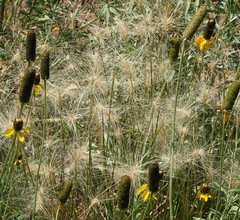 Elymus elymoides elymoides