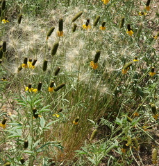 Elymus elymoides elymoides