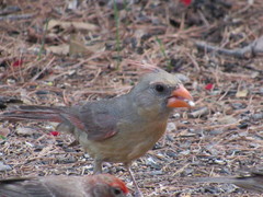 Cardinalis cardinalis superbus
