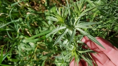 Eryngium creticum
