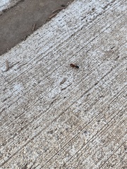 Camponotus decipiens