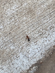 Camponotus decipiens