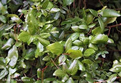 Lardizabala biternata