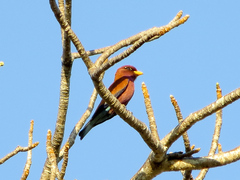 Eurystomus glaucurus