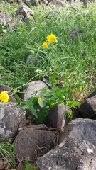 Crepis hierosolymitana