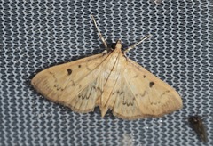 Herpetogramma fluctuosalis