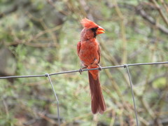 Cardinalis cardinalis superbus
