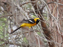 Icterus cucullatus nelsoni