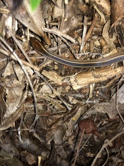 Coniophanes schmidti