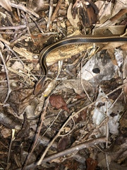 Coniophanes schmidti