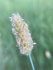 Alopecurus magellanicus