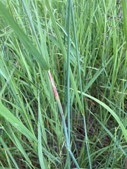 Alopecurus magellanicus