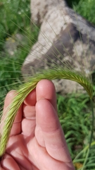 Hordeum bulbosum