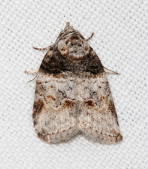 Garella vallata