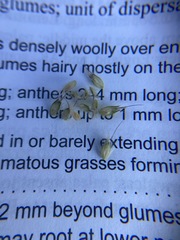 Alopecurus magellanicus