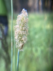 Alopecurus magellanicus