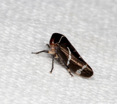 Eurymeloides bicincta