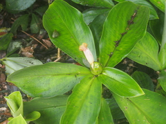 Costus malortieanus