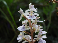 Corallorhiza macrantha