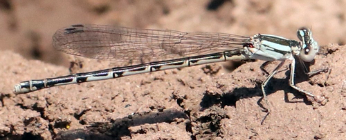 Argia alberta