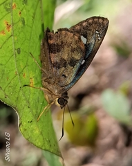Polygonus leo leo