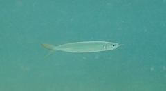 Hemiramphus brasiliensis