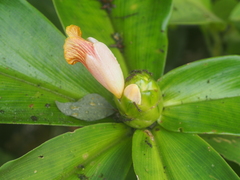 Costus malortieanus