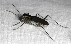 Myriochila semicincta