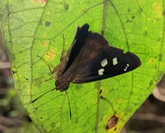 Polygonus leo leo