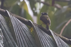 Myiotriccus ornatus