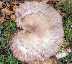 Agaricus abruptibulbus