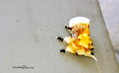 Megalopyge xanthopasa