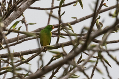 Chlorophonia flavirostris