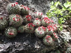 Mammillaria petrophila petrophila