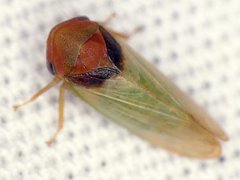 Macropsis basalis