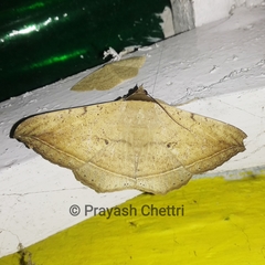 Hulodes donata