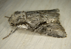 Lacinipolia sareta