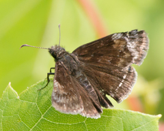 Erynnis baptisiae