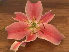 Lilium
