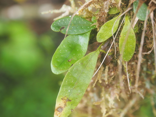 Image of Campyloneurum brevifolium by (c) Lena Struwe, some rights reserved (CC BY-SA)