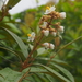 Conostegia xalapensis - Photo (c) Lena Struwe,  זכויות יוצרים חלקיות (CC BY-NC)