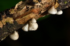 Hohenbuehelia cyphelliformis image