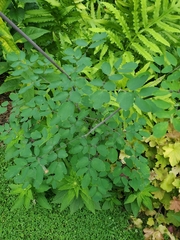 Thalictrum rochebruneanum