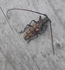 Monochamus marmorator