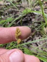 Carex tribuloides