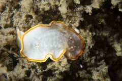 Diaphorodoris