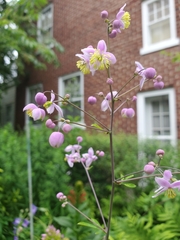 Thalictrum rochebruneanum