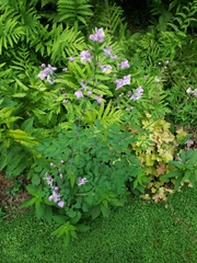 Thalictrum rochebruneanum