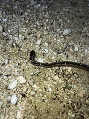 Coniophanes schmidti