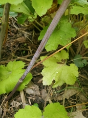 Thalictrum rochebruneanum